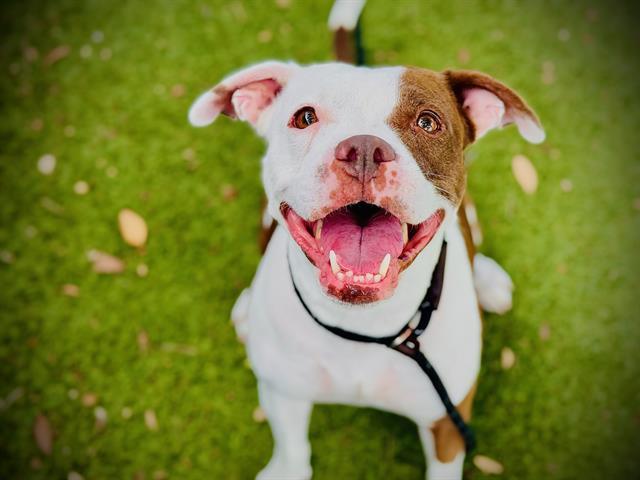 LIBERTY, Adoptable, Adult Female Pit Bull Terrier & Mixed Breed.