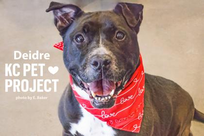 Deidre, Adoptable, Senior Female Pit Bull Terrier & Mixed Breed.