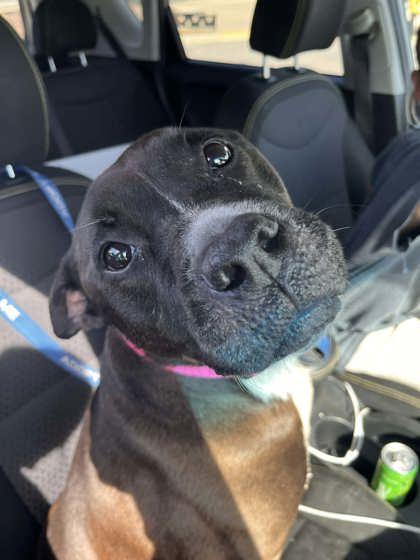 Deidre, a Adoptable mixed breed in Kansas City, MO image 2/3