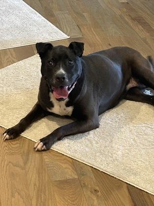 Deidre, a Adoptable mixed breed in Kansas City, MO image 3/3