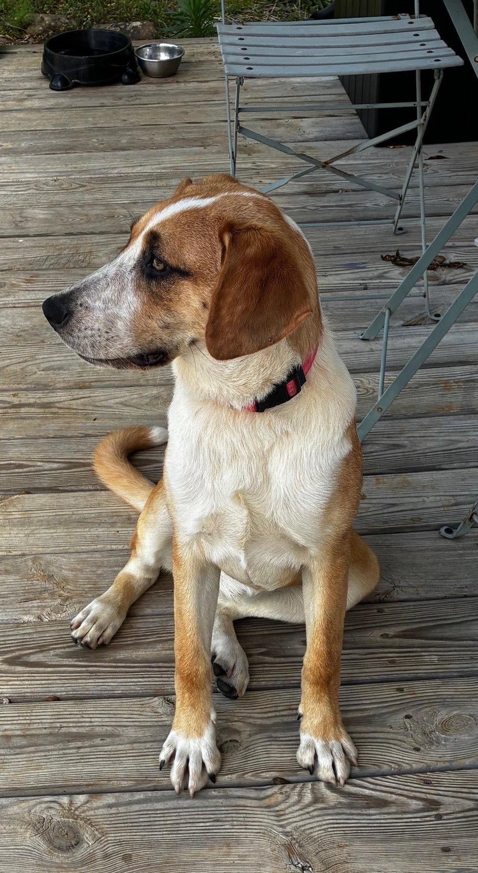 BB, a Adoptable Hound in Rutledge, TN image 1/3