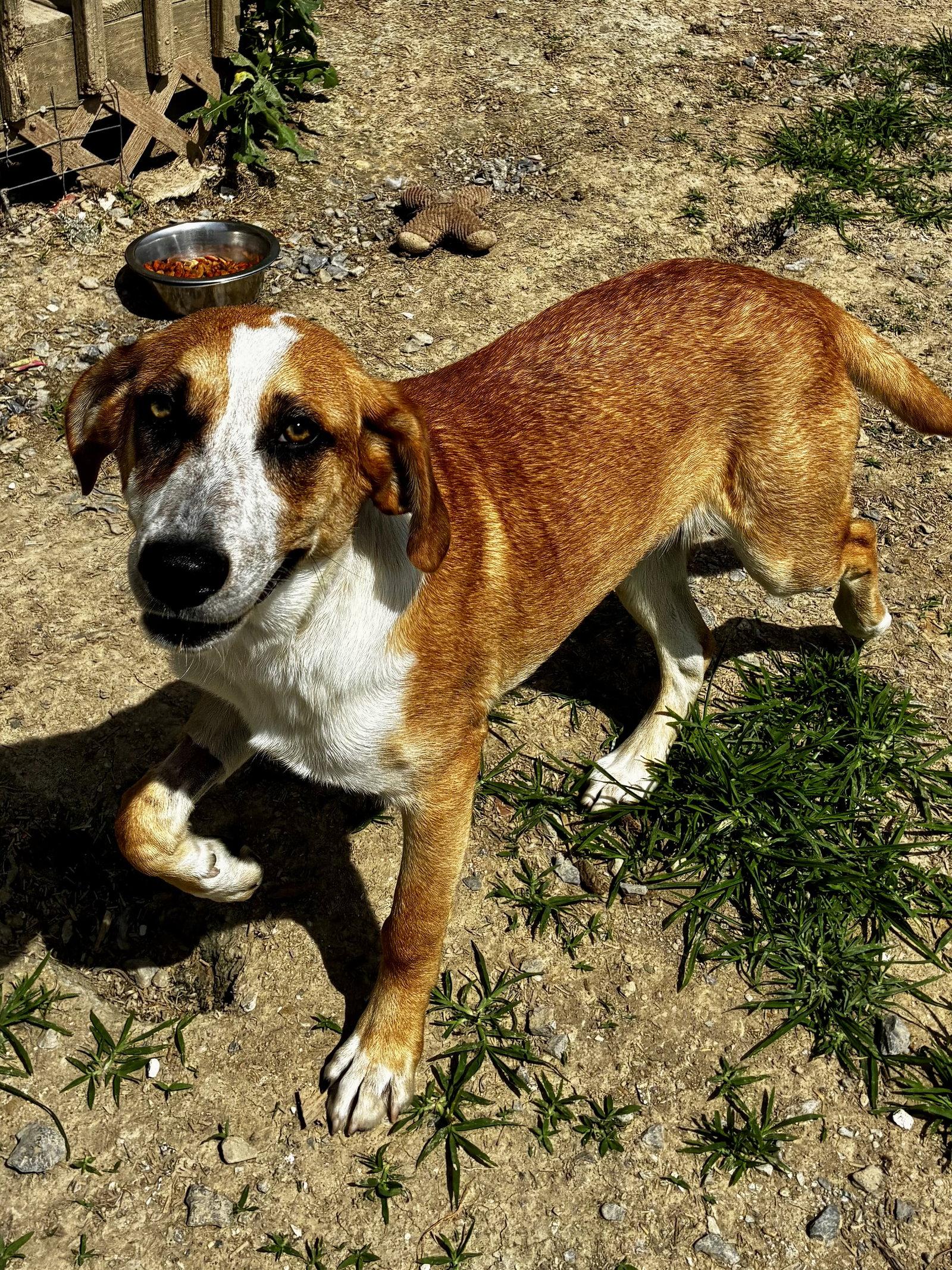 BB, a Adoptable Hound in Rutledge, TN image 2/3