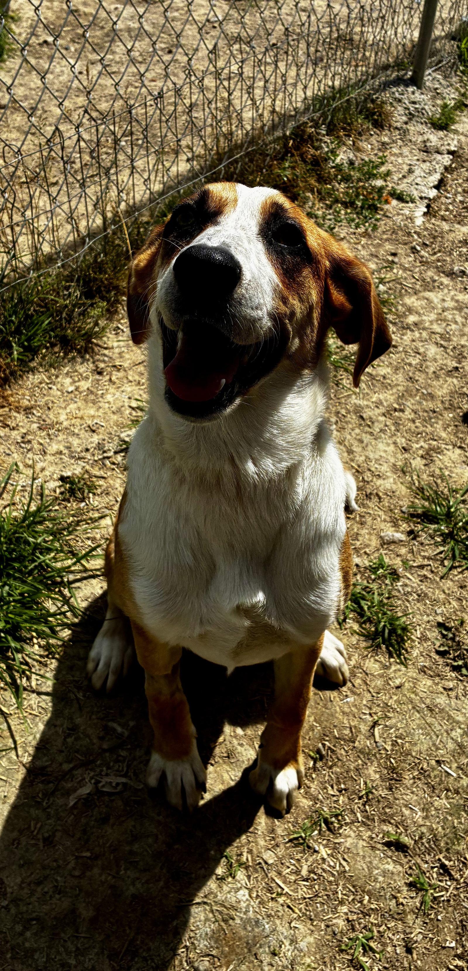 BB, a Adoptable Hound in Rutledge, TN image 3/3