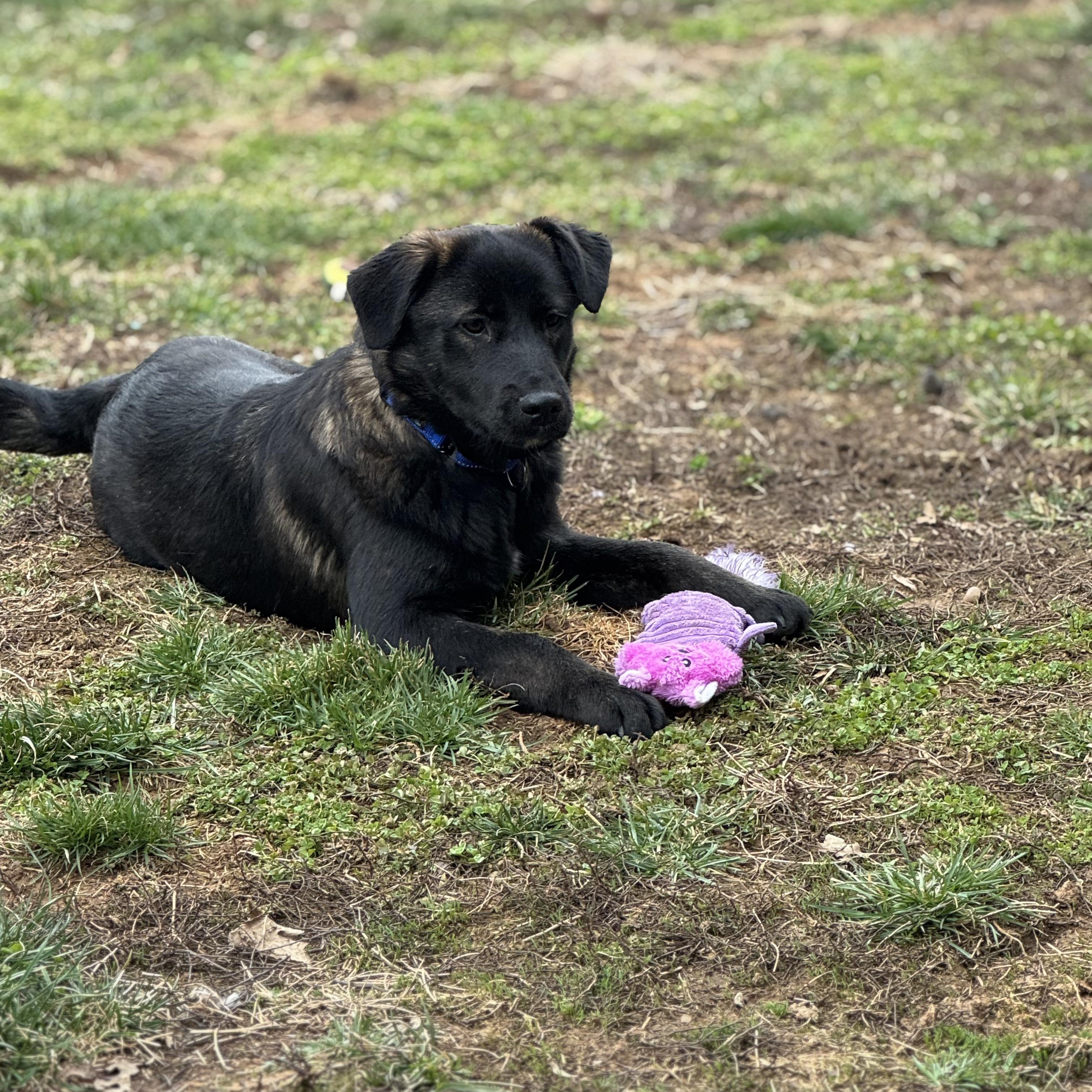 Sydney , adopted, Young Female Labrador Retriever & Dutch Shepherd.