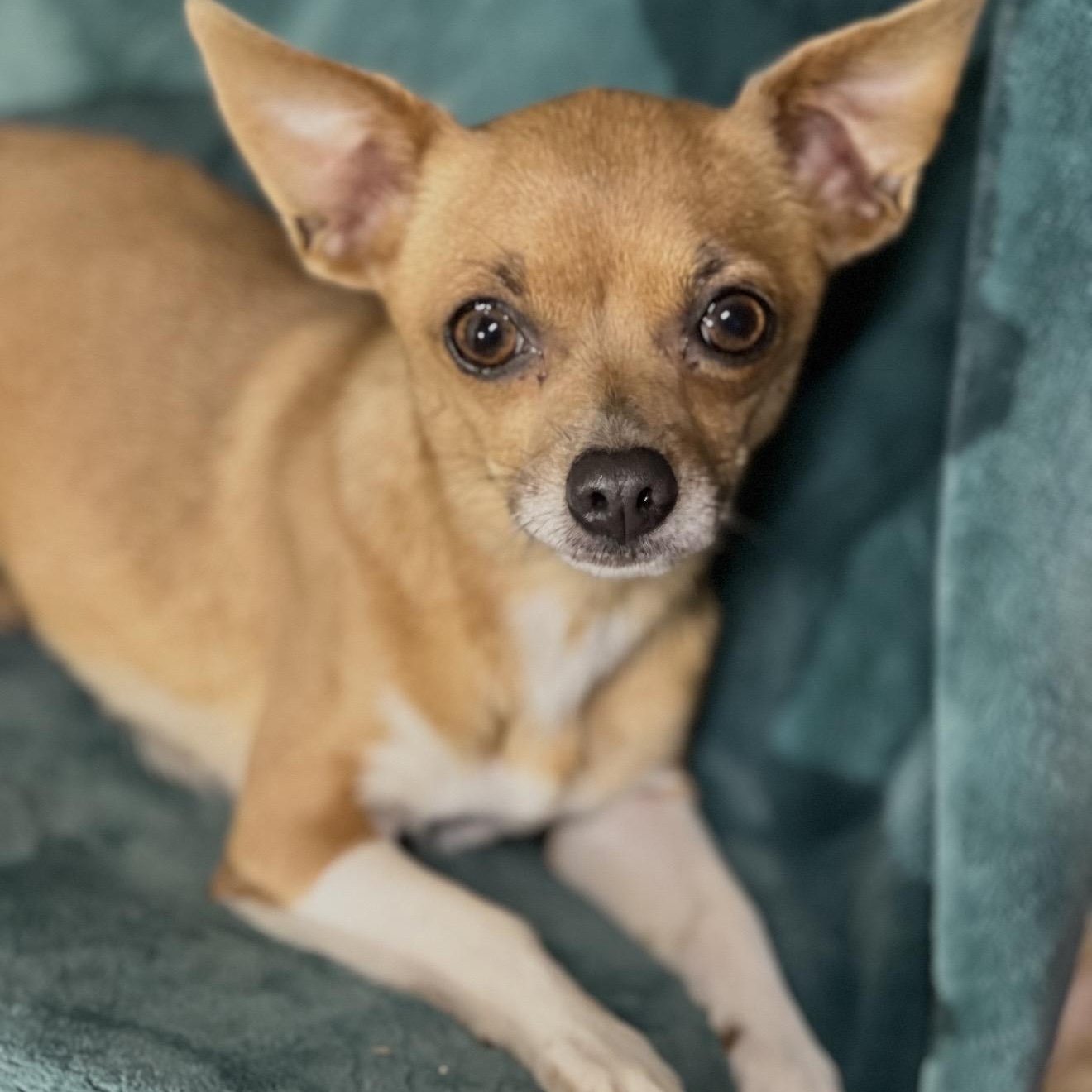 Lola , adopted, Adult Female Chihuahua.