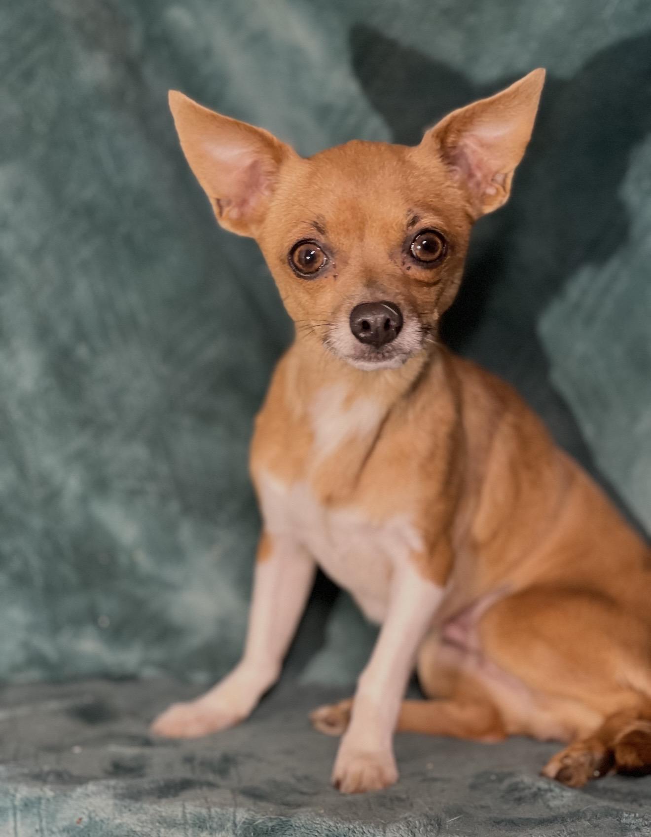 Enlarge Lola , an adopted mixed breed in Pelham, NH image 4/6