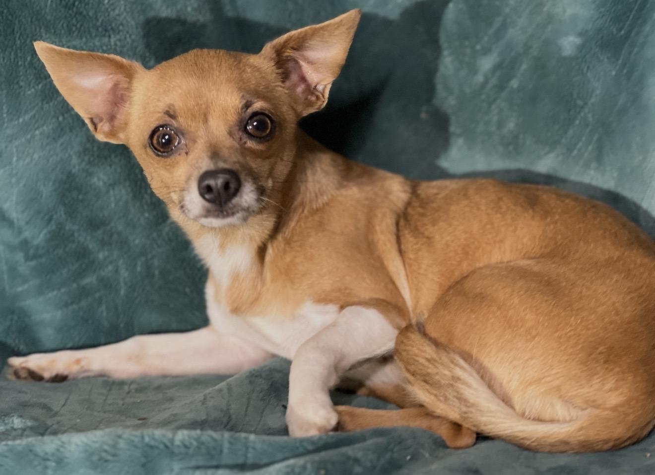 Enlarge Lola , an adopted mixed breed in Pelham, NH image 6/6