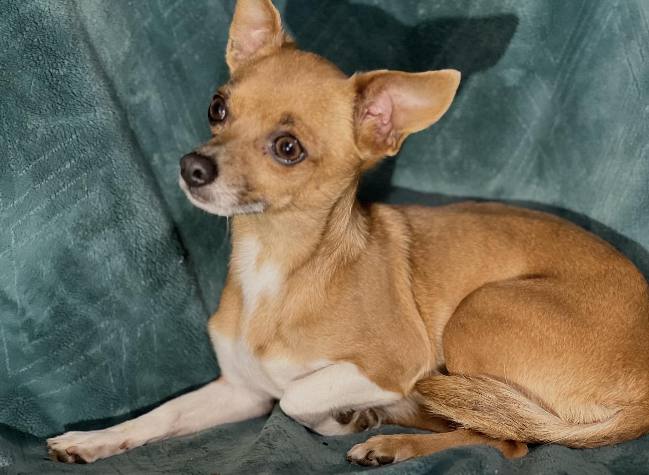 Enlarge Lola , an adopted mixed breed in Pelham, NH image 5/6