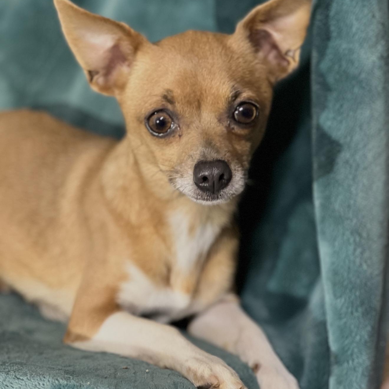 Enlarge Lola , an adopted mixed breed in Pelham, NH image 3/6