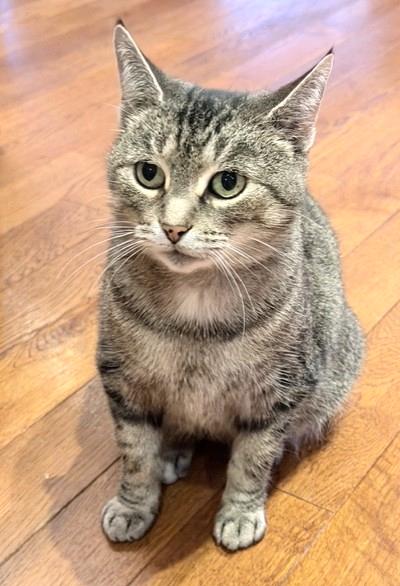 Addie, Adoptable, Adult Female Tabby.