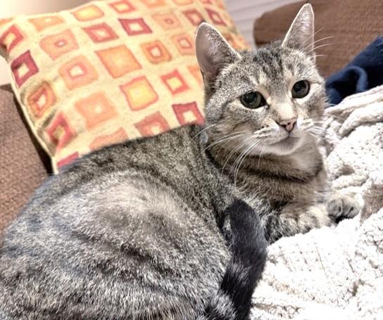 Addie, a Adoptable Tabby in Stoney Creek, ON image 1/6