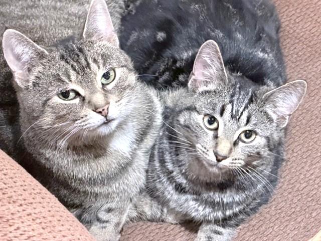 Addie, a Adoptable Tabby in Stoney Creek, ON image 2/6