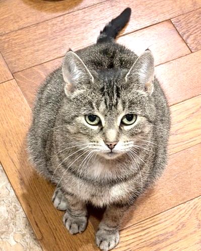 Addie, a Adoptable Tabby in Stoney Creek, ON image 6/6