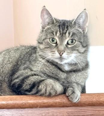 Addie, Adoptable, Adult Female Tabby.