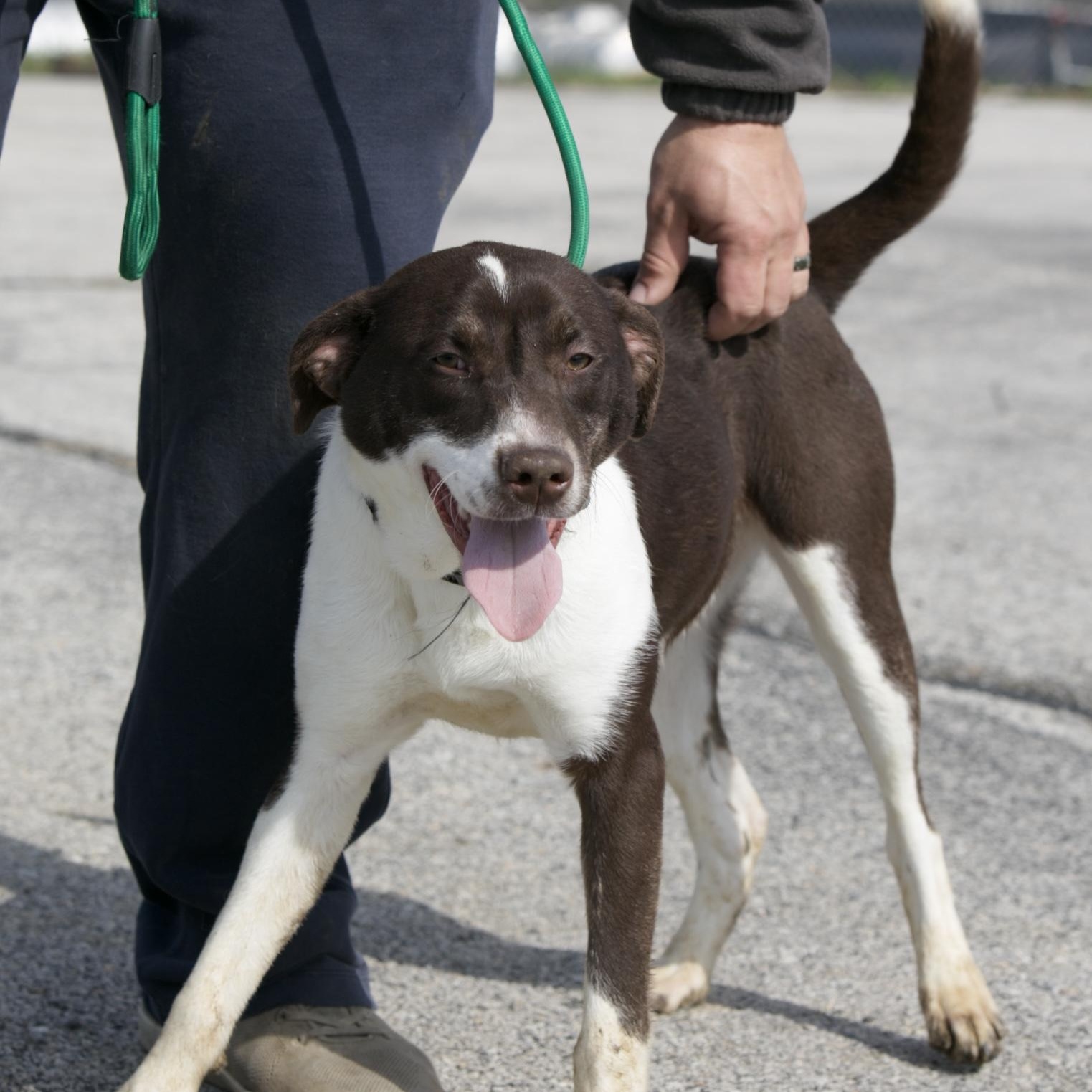 Penelope, ADOPTABLE, Young Female Beagle & Chocolate Labrador Retriever.