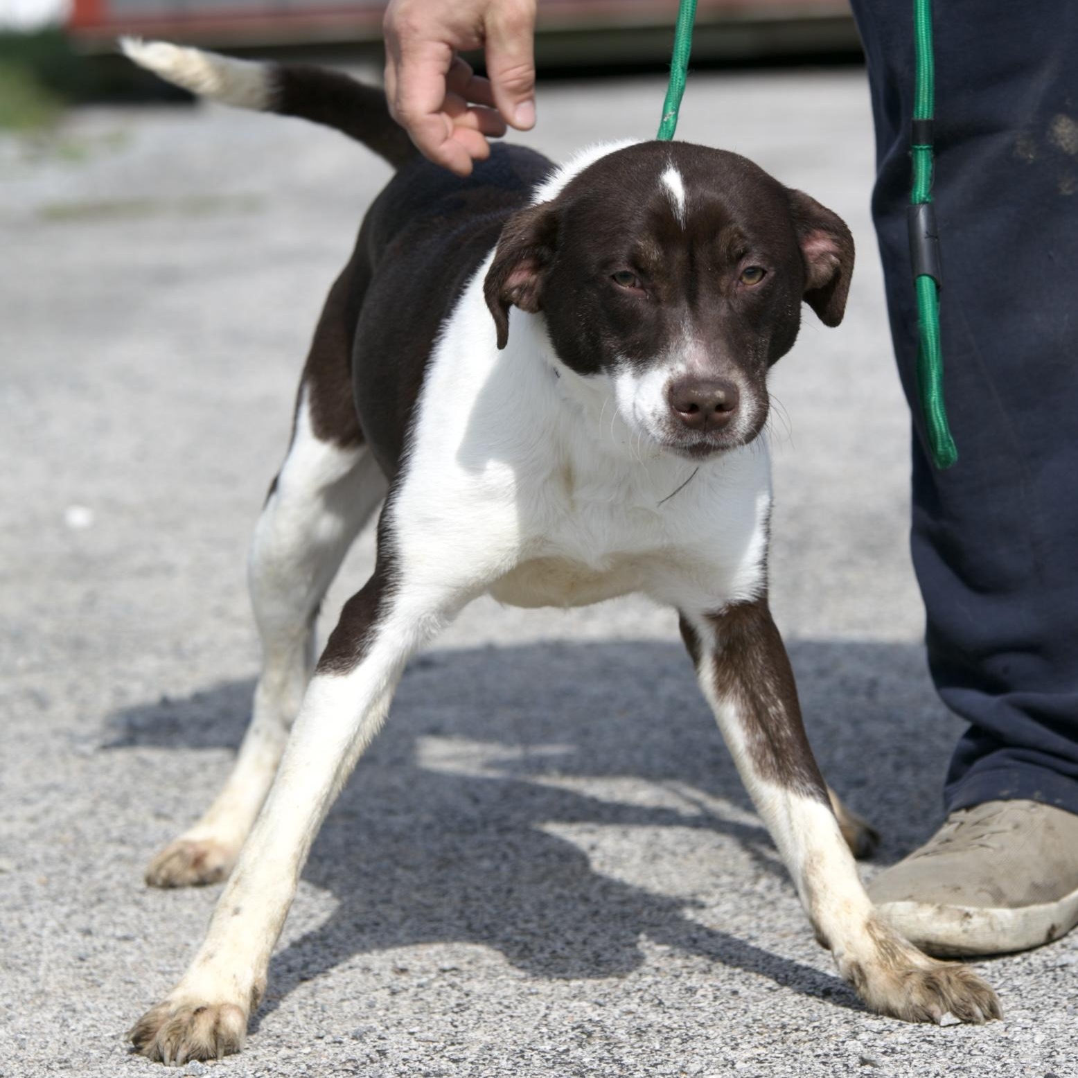 Enlarge Penelope, a ADOPTABLE mixed breed in Mount Sterling, KY image 2/2