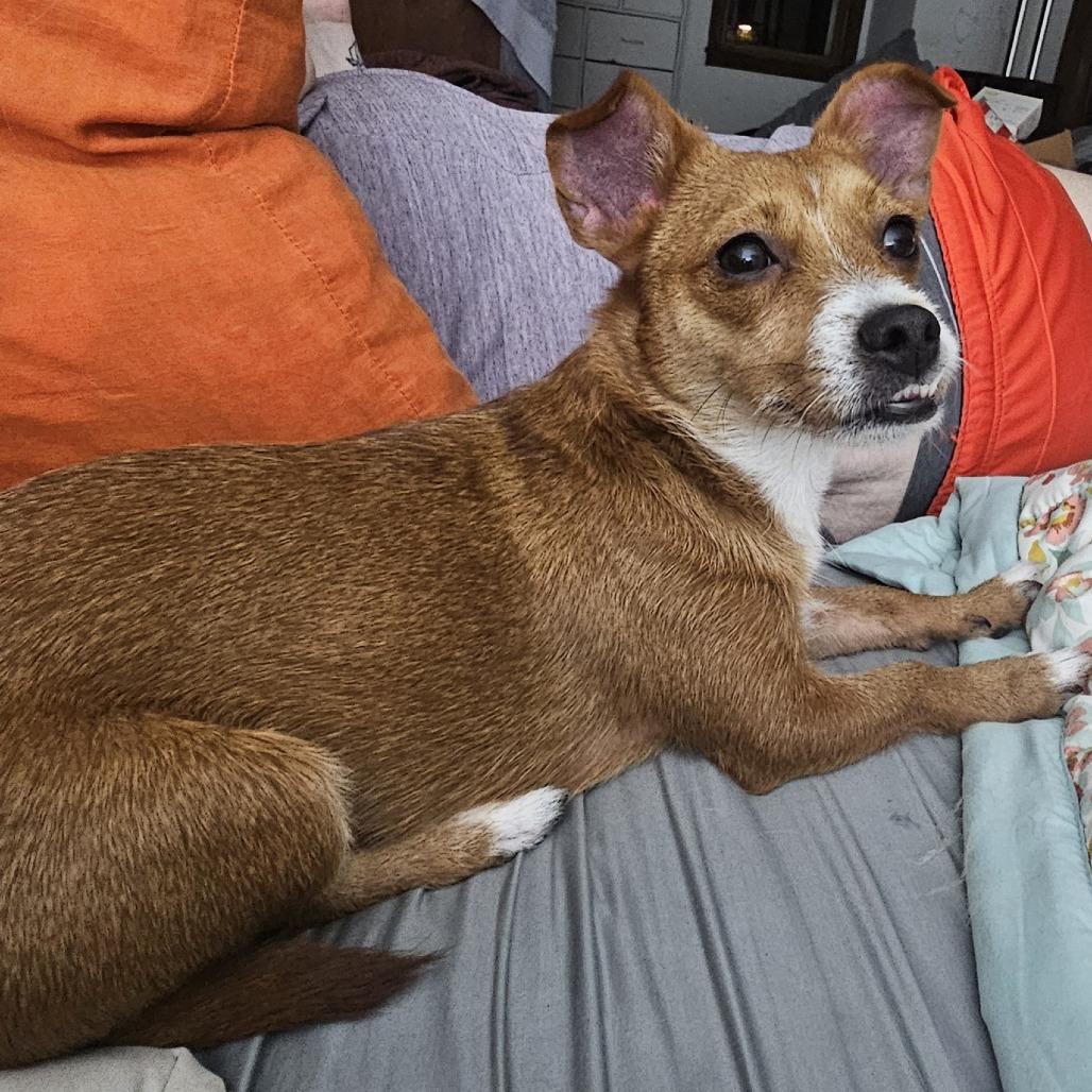 Mable, a Adoptable mixed breed in York, PA image 1/6