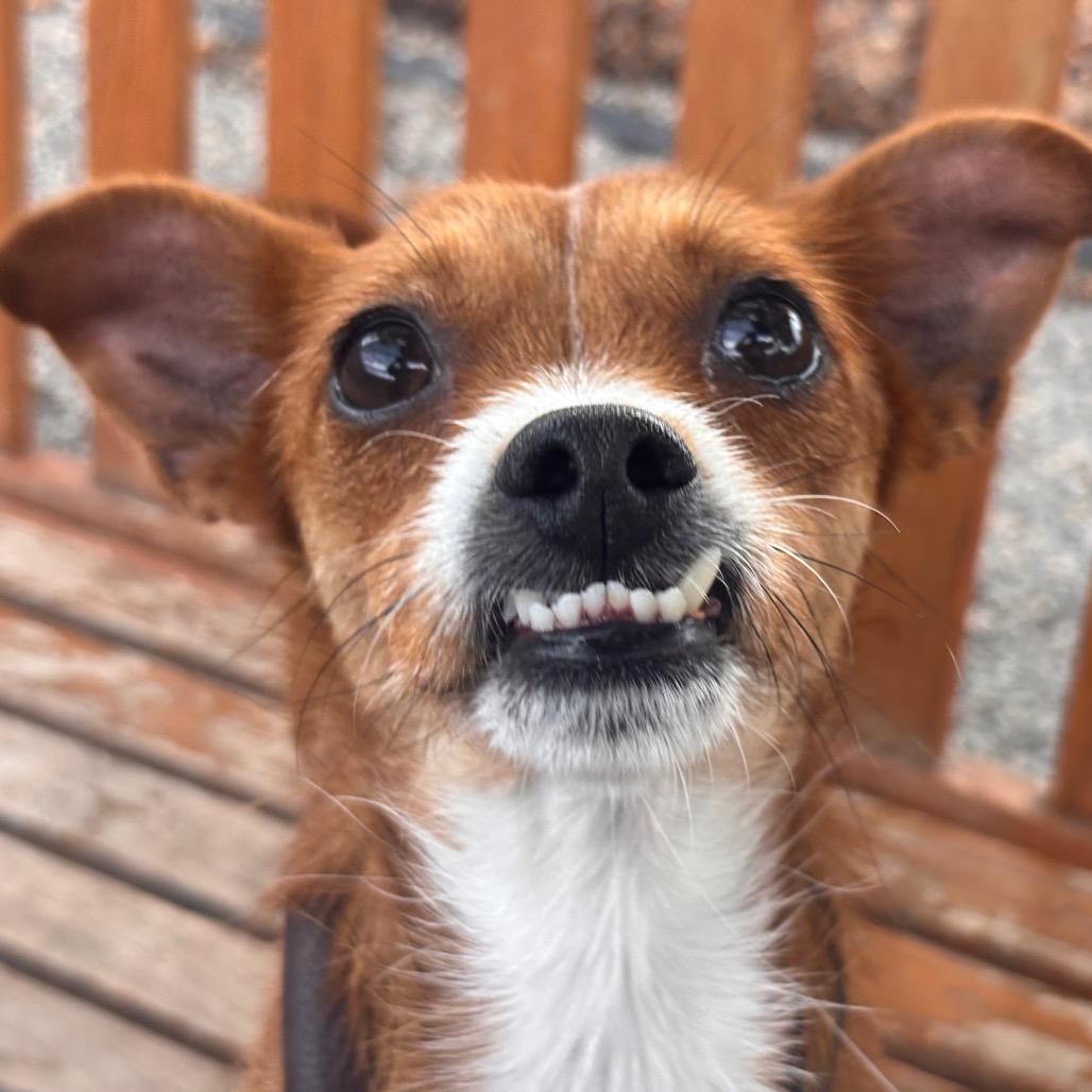 Mable, a Adoptable mixed breed in York, PA image 3/6