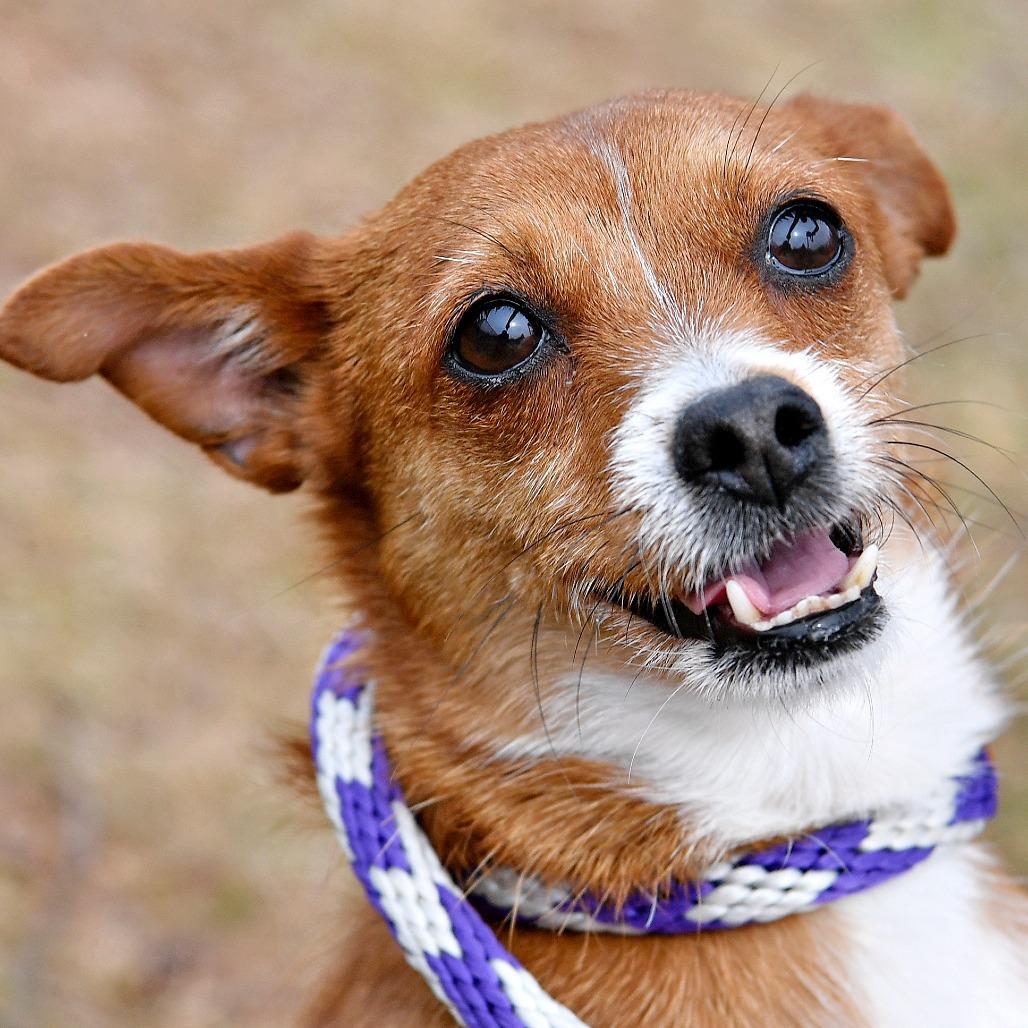 Mable, a Adoptable mixed breed in York, PA image 4/6