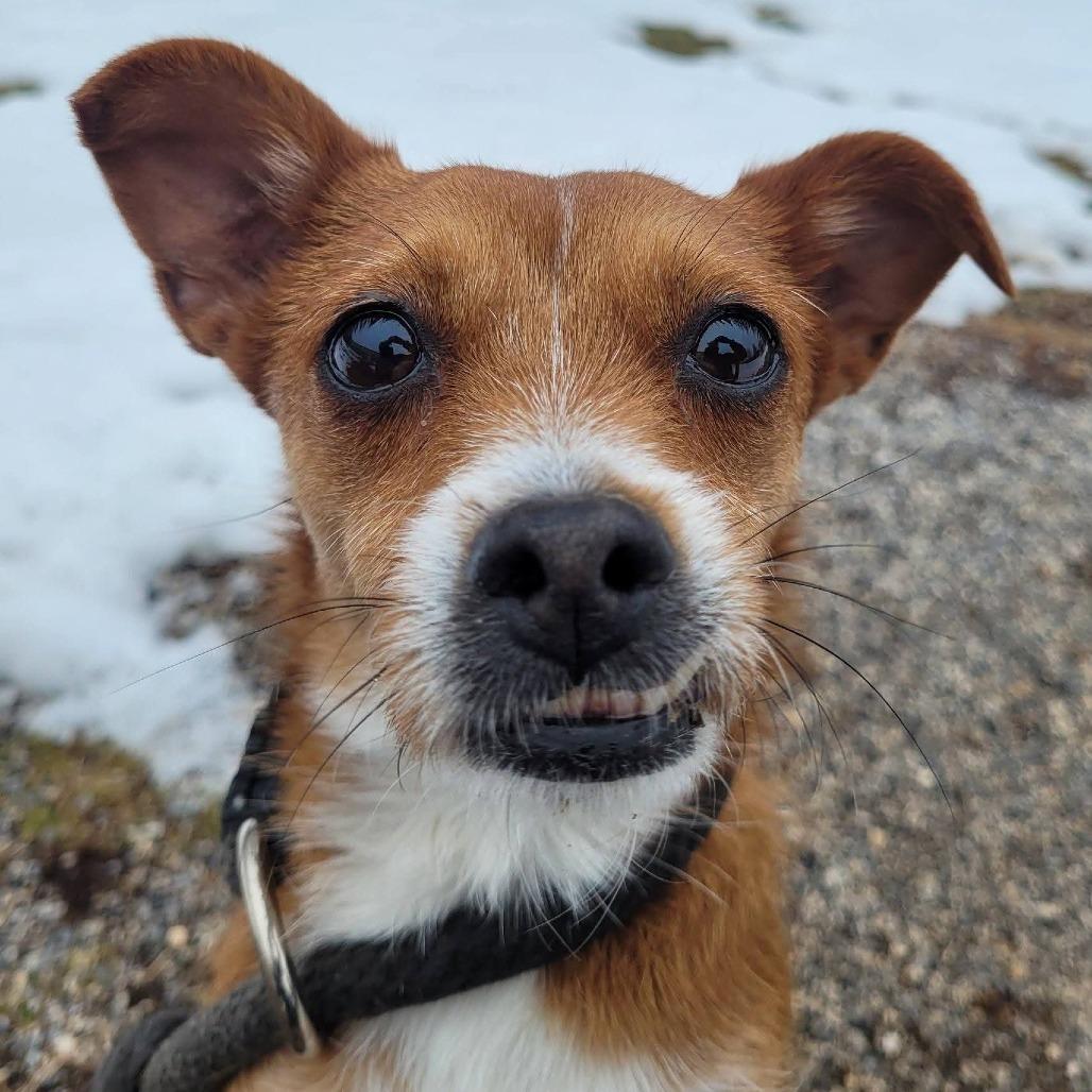 Mable, a Adoptable mixed breed in York, PA image 5/6