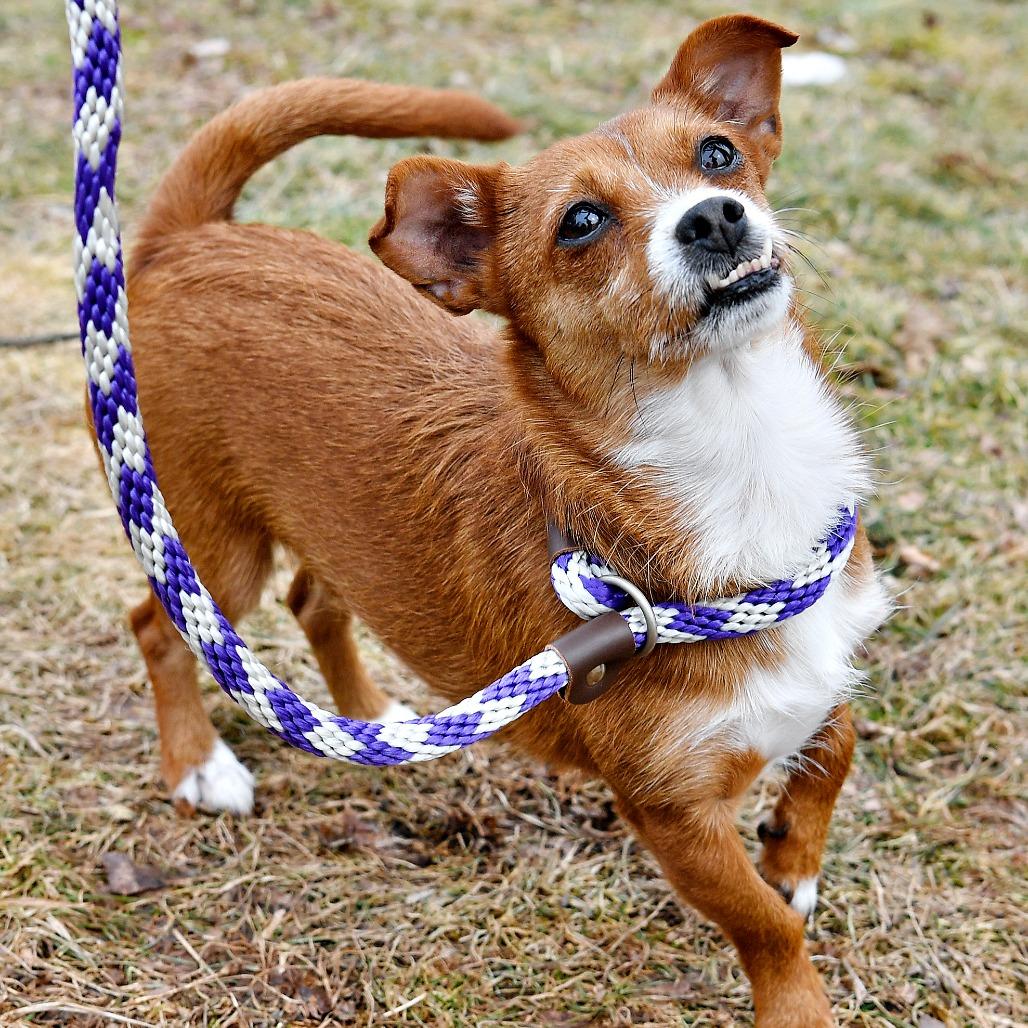 Mable, a Adoptable mixed breed in York, PA image 6/6