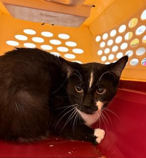 Enlarge JR, a Adoptable mixed breed in South Bend, IN image 1/1