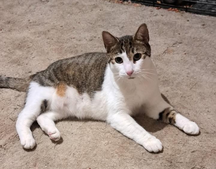 Random, an adoptable American Shorthair in Yakima, WA, 98902 | Photo Image 1