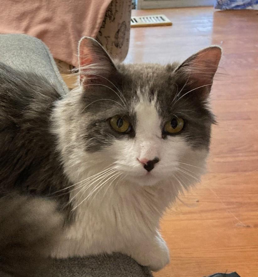 Ember, ADOPTABLE, Young Male Domestic Long Hair.