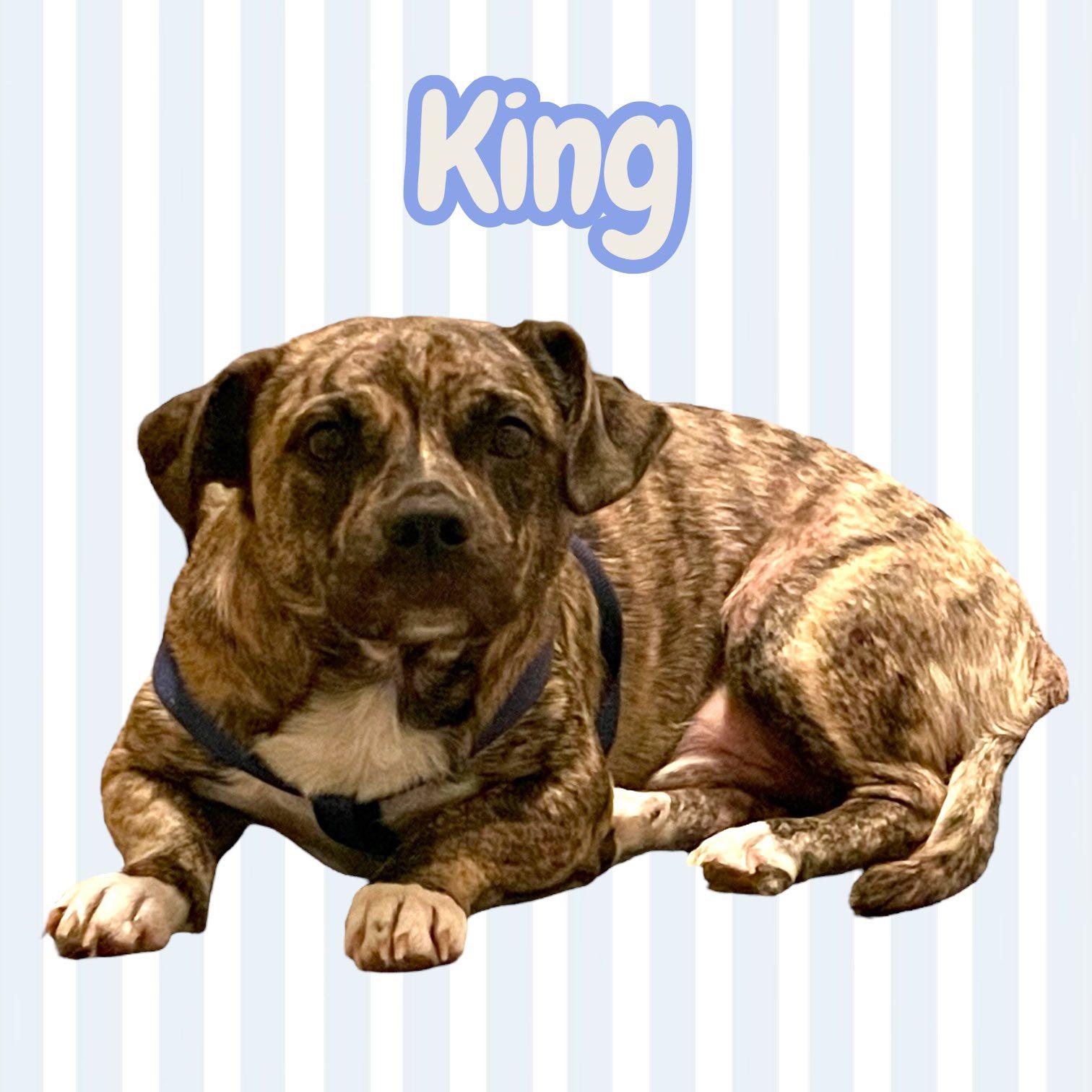King, an adoptable Pekingese, Mountain Cur in Milford, CT, 06460 | Photo Image 1