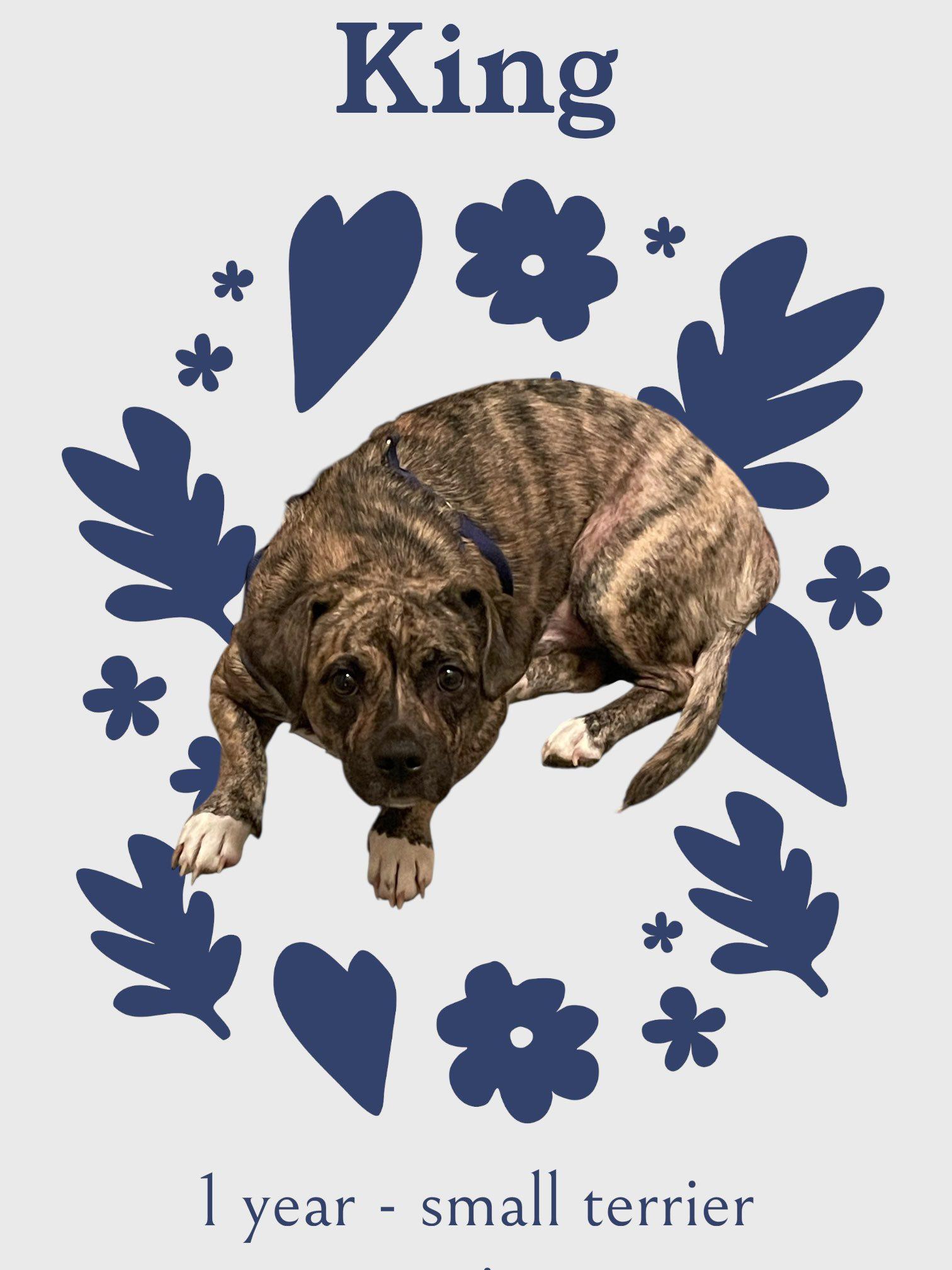 King, an adoptable Pekingese, Mountain Cur in Milford, CT, 06460 | Photo Image 2