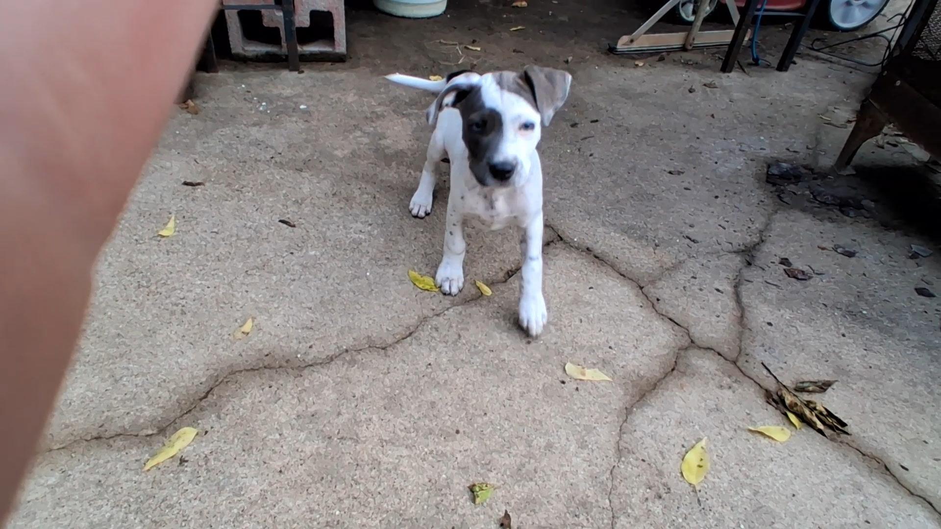 Enlarge Tom, an adopted mixed breed in Carnegie, OK image 3/3