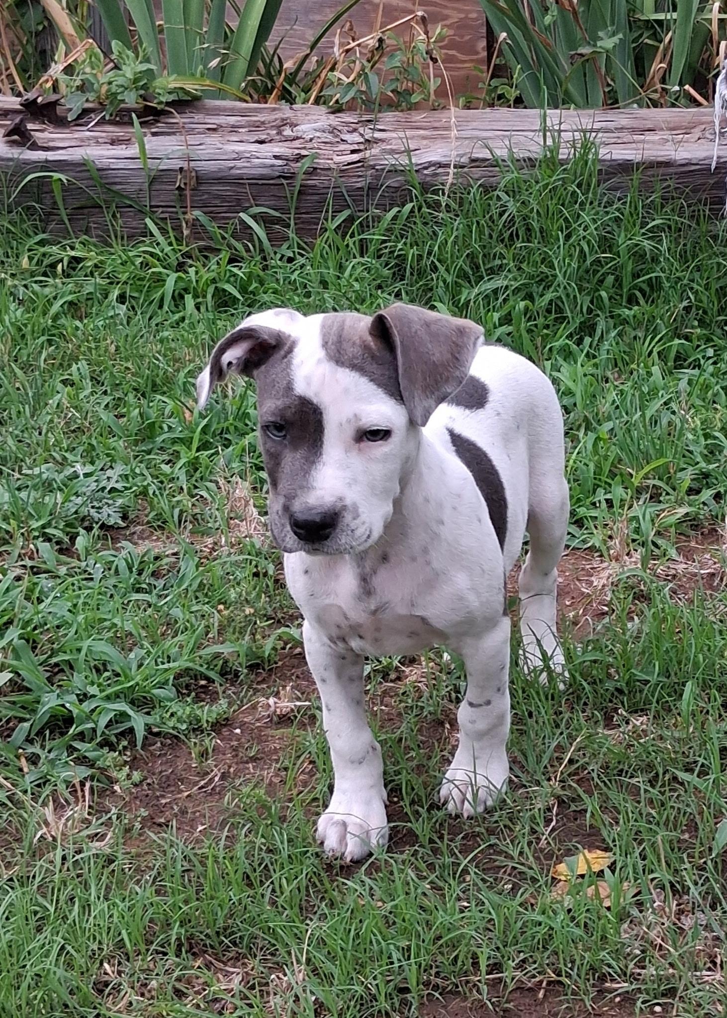 Tom, adopted, Puppy Male Terrier.