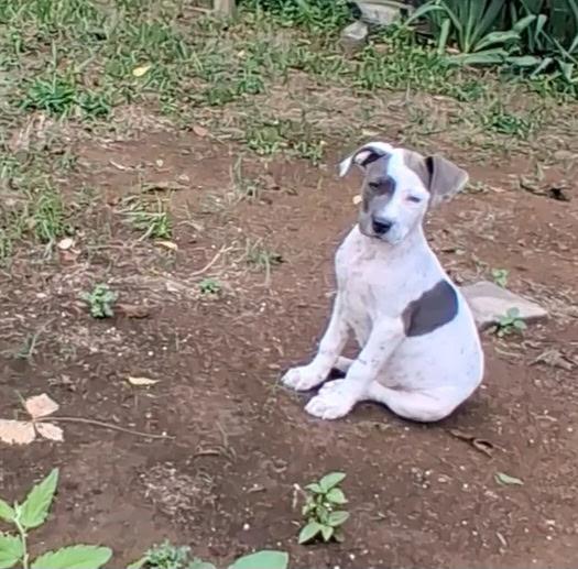 Enlarge Tom, an adopted mixed breed in Carnegie, OK image 2/3