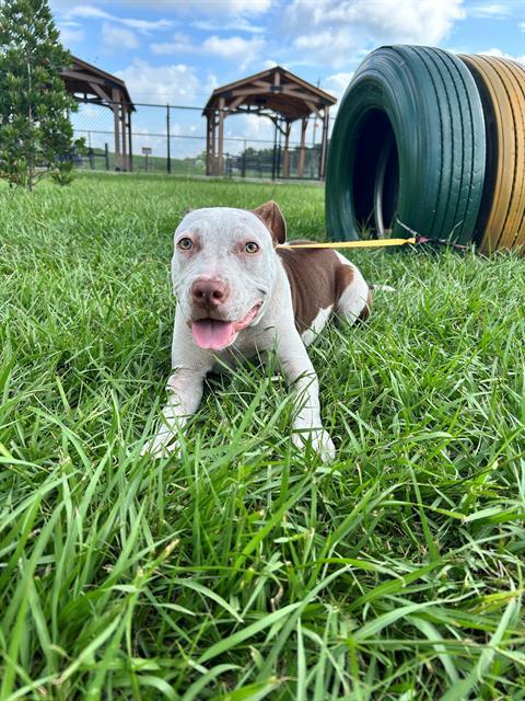 HALO, Adoptable, Young Female American Bulldog.