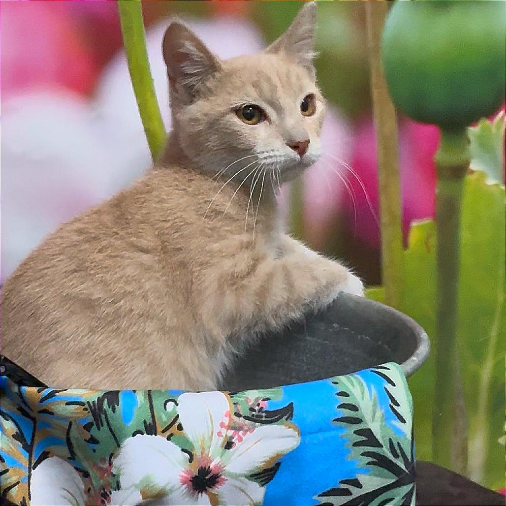 Enlarge Jim(Bigger 2), a Adoptable American Shorthair in Monroeville, AL image 1/2