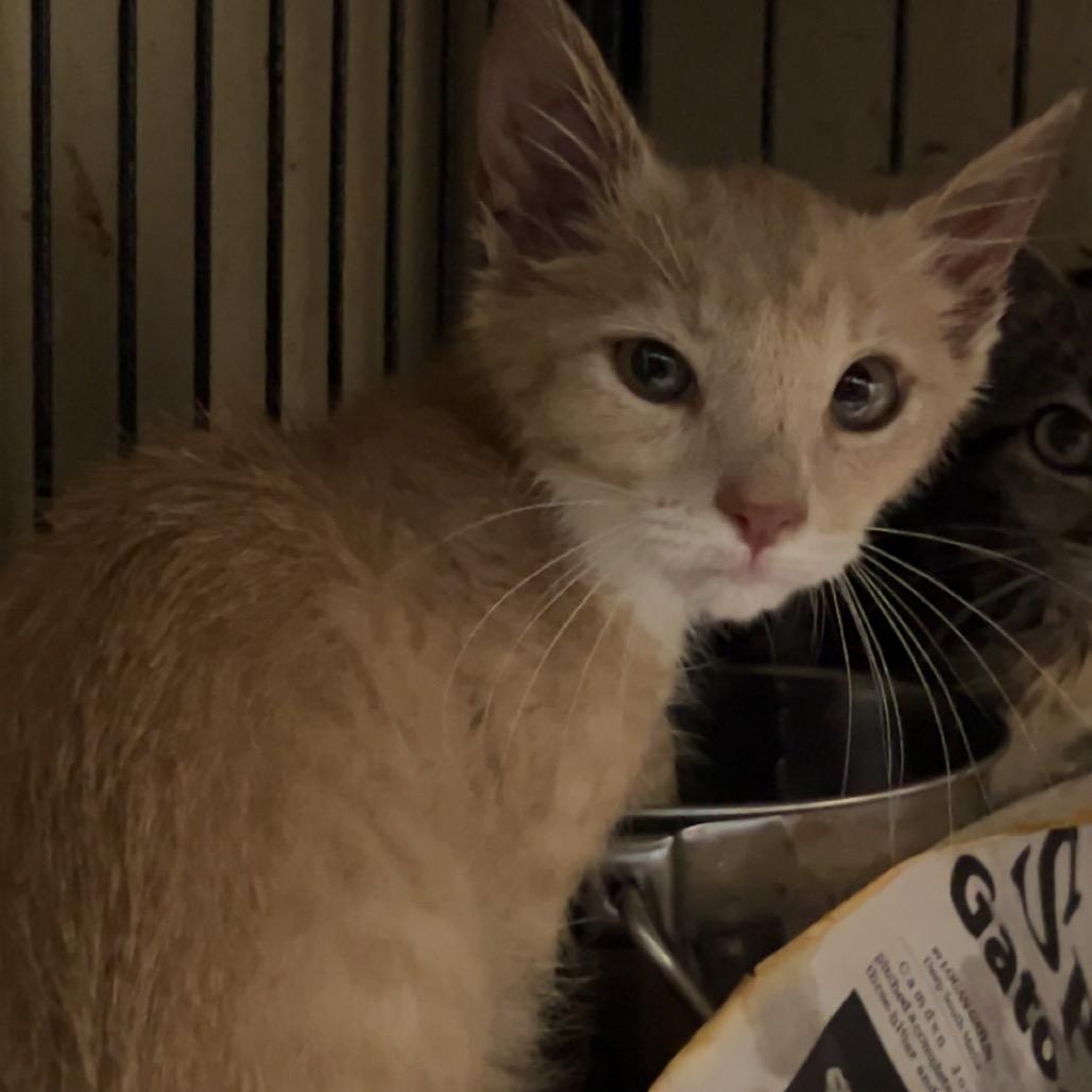 Enlarge Jim(Bigger 2), a Adoptable American Shorthair in Monroeville, AL image 2/2