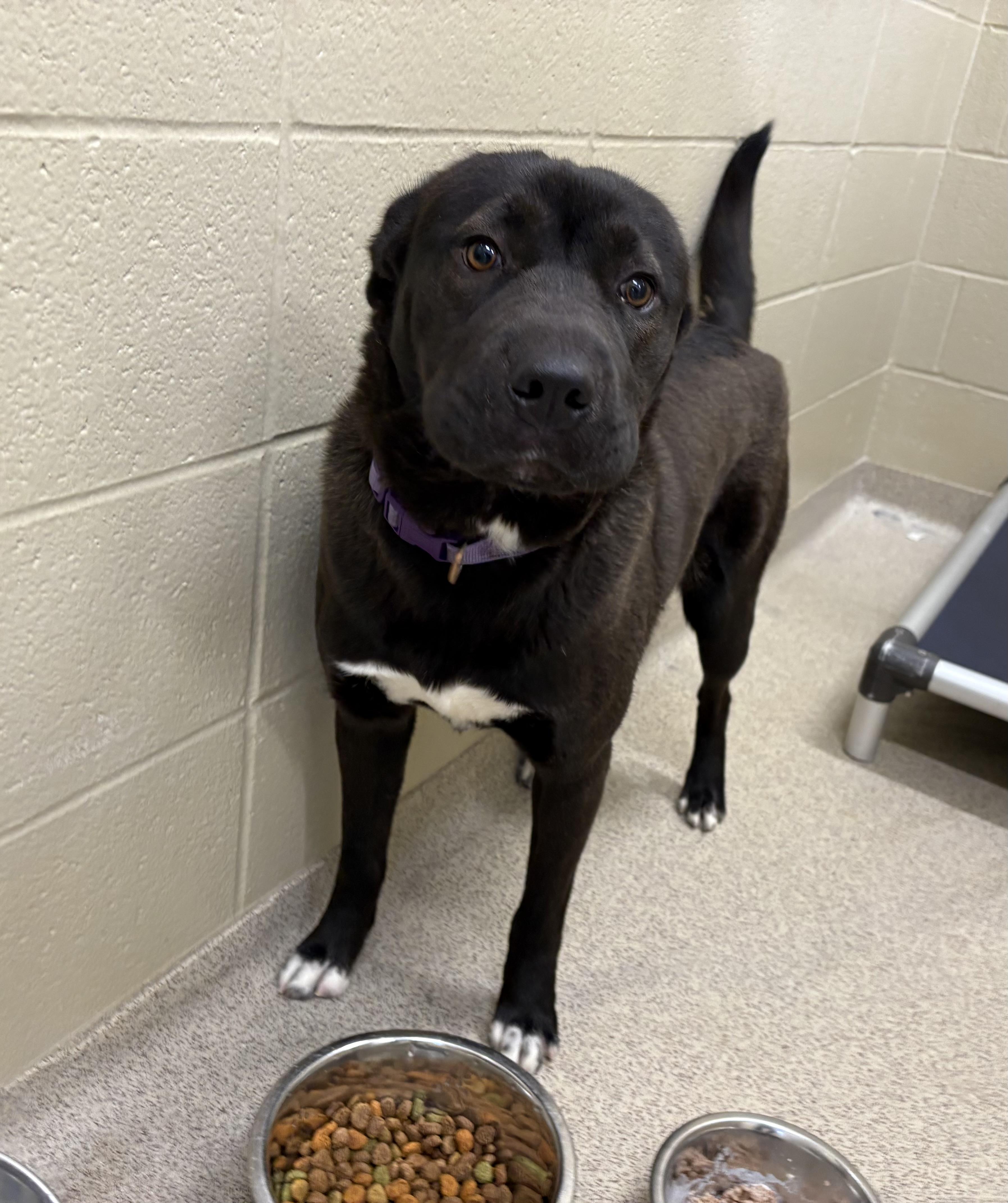 Enlarge Sabrina, a ADOPTABLE mixed breed in Youngstown, OH image 1/4