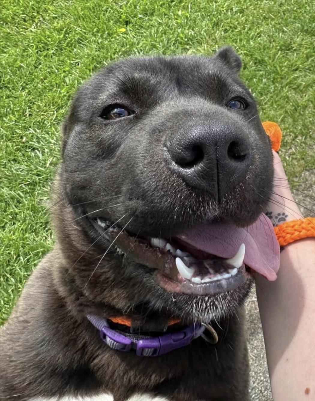 Sabrina, ADOPTABLE, Adult Female Shar-Pei & Shepherd.