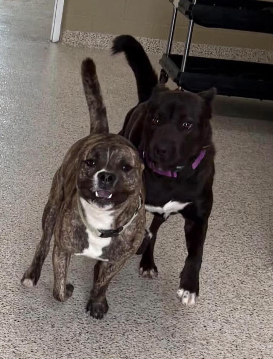 Sabrina, a ADOPTABLE mixed breed in Youngstown, OH image 5/6