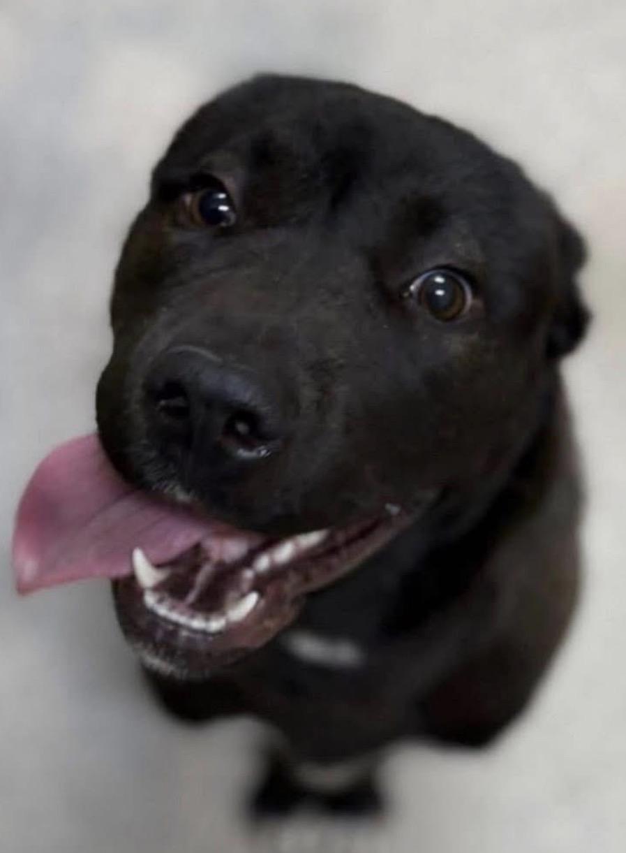 Enlarge Sabrina, a ADOPTABLE mixed breed in Youngstown, OH image 4/4