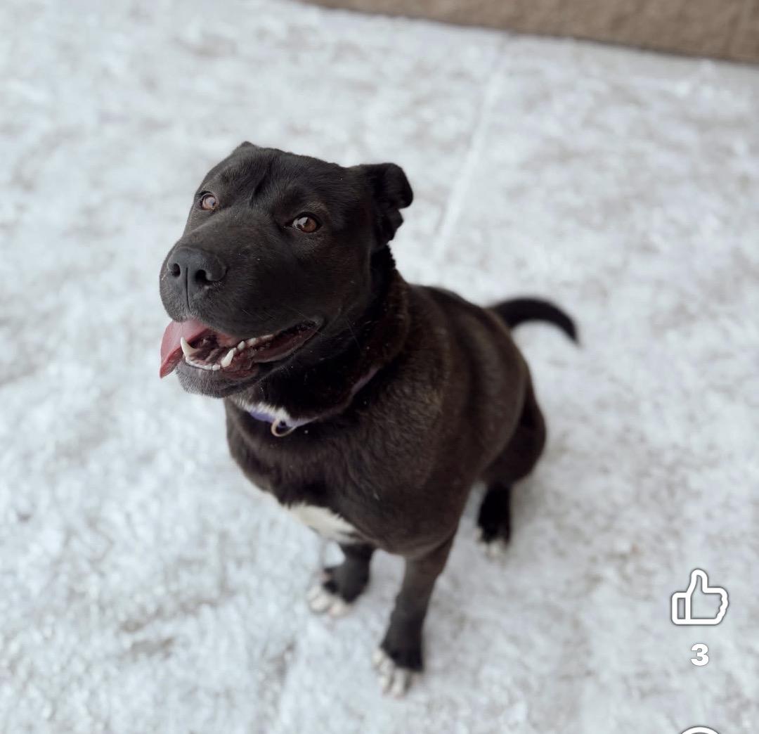 Enlarge Sabrina, a ADOPTABLE mixed breed in Youngstown, OH image 3/4