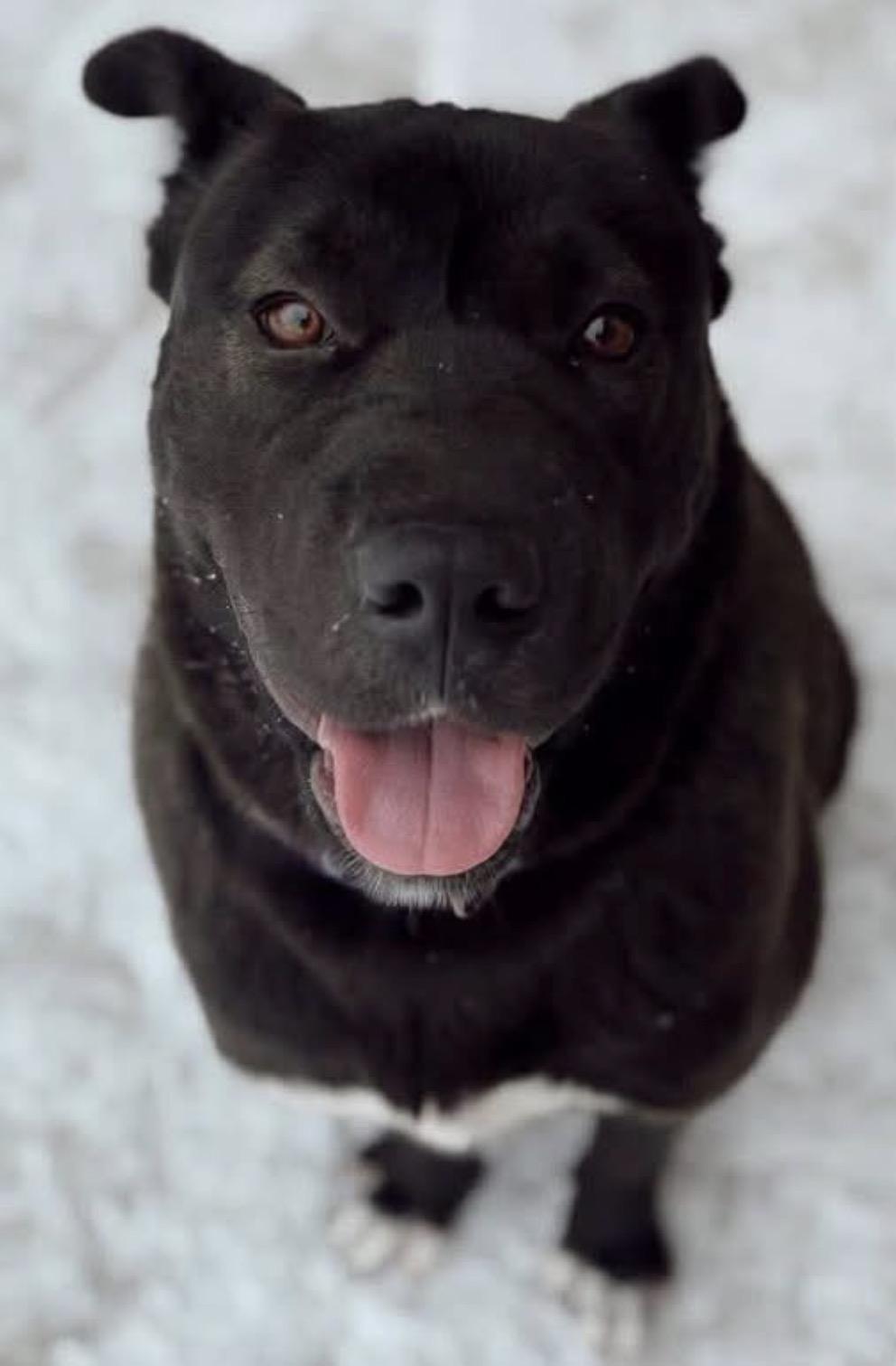 Sabrina, a ADOPTABLE mixed breed in Youngstown, OH image 4/6