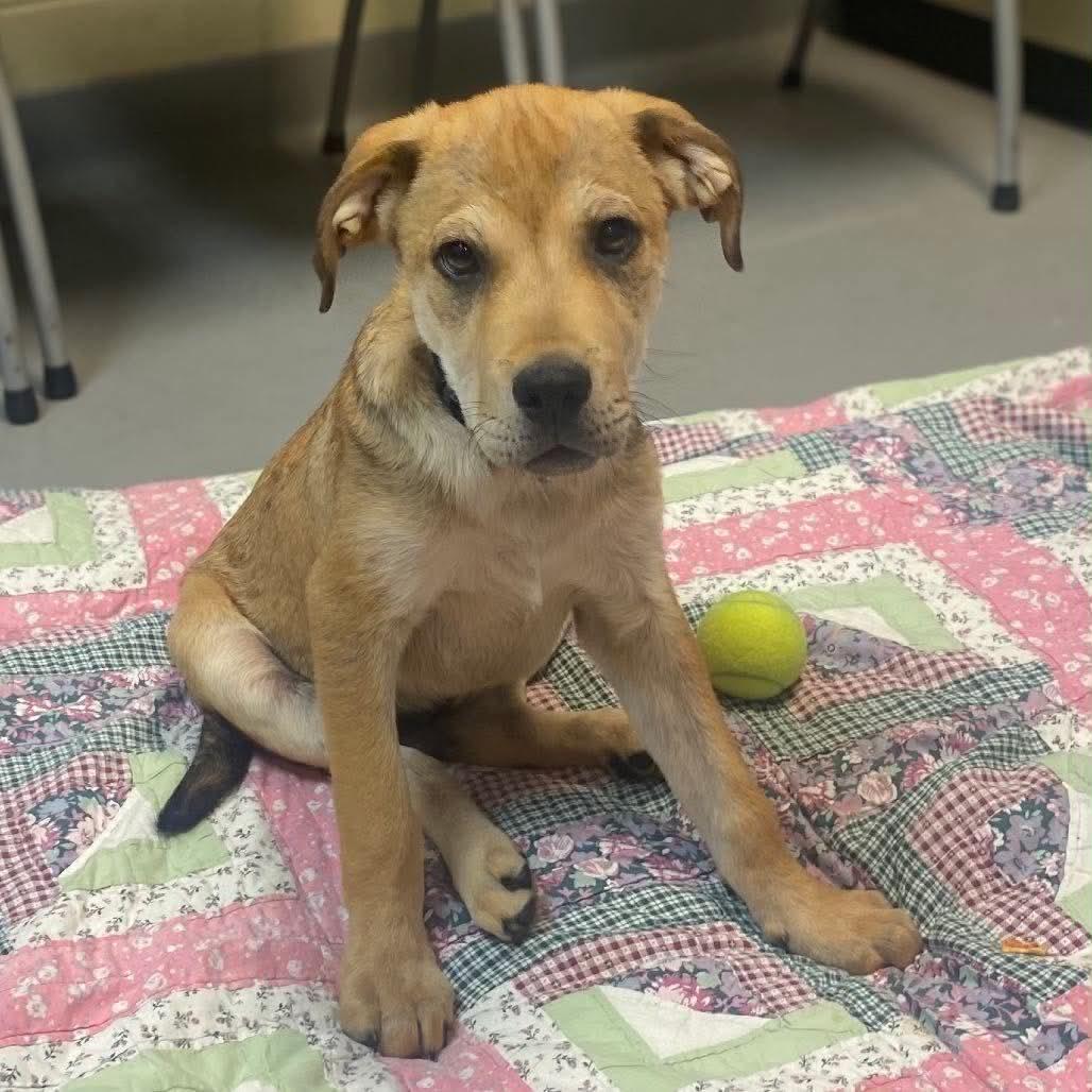 Enlarge Gregory, a Adoptable mixed breed in Hop Bottom, PA image 1/1