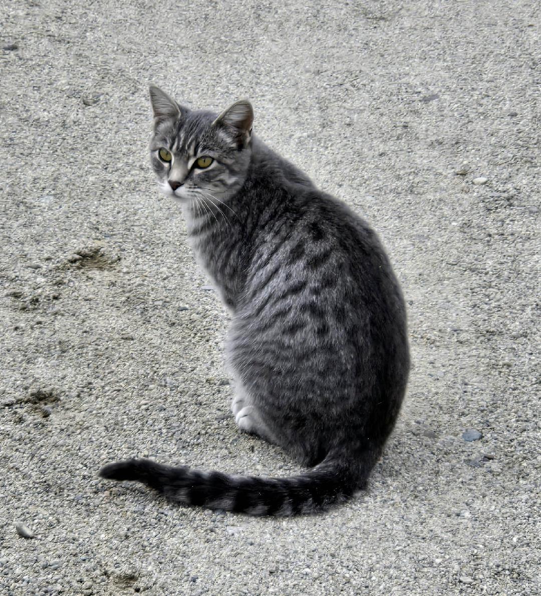 Latte, an adoptable Domestic Short Hair in Pinedale, WY, 82941 | Photo Image 3