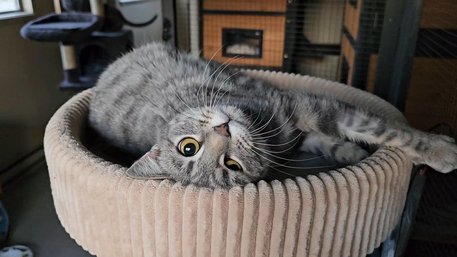 Latte, an adoptable Domestic Short Hair in Pinedale, WY, 82941 | Photo Image 1