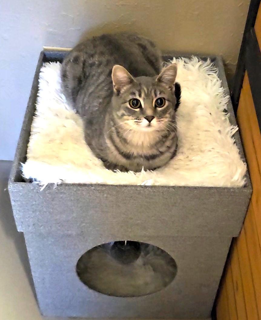 Latte, an adoptable Domestic Short Hair in Pinedale, WY, 82941 | Photo Image 1