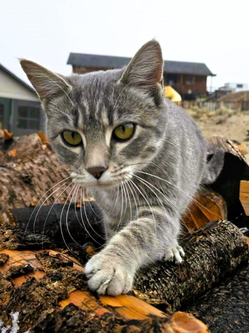 Latte, an adoptable Domestic Short Hair in Pinedale, WY, 82941 | Photo Image 2