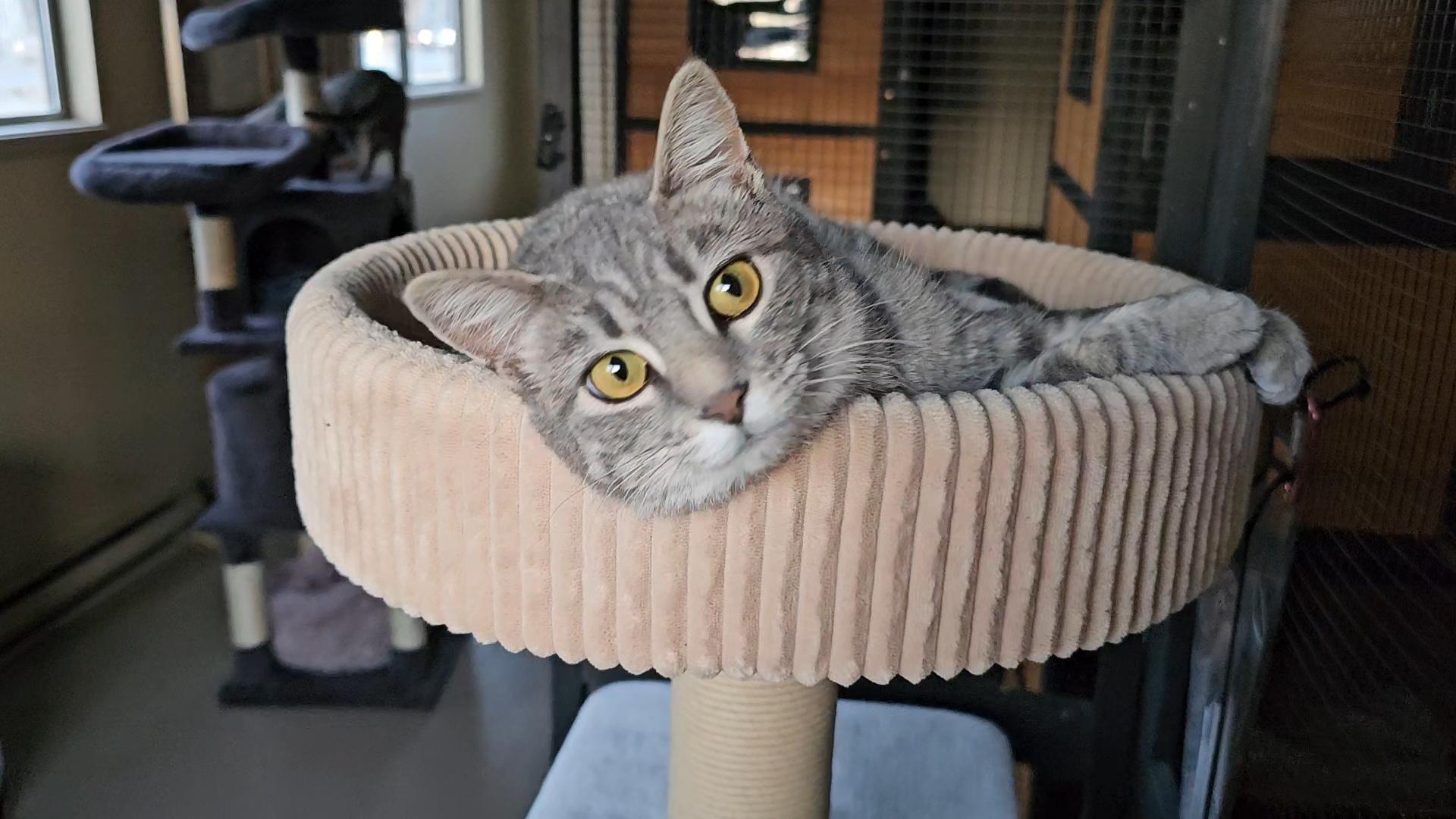Latte, an adoptable Domestic Short Hair in Pinedale, WY, 82941 | Photo Image 4