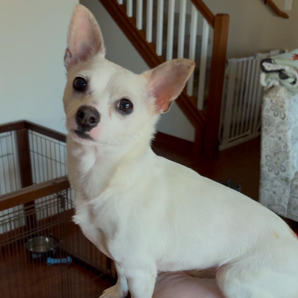 ACAI, Adoptable, Adult Female Chihuahua.