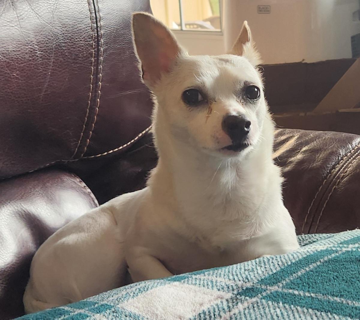 Enlarge ACAI, a Adoptable Chihuahua in Graham, WA image 2/3